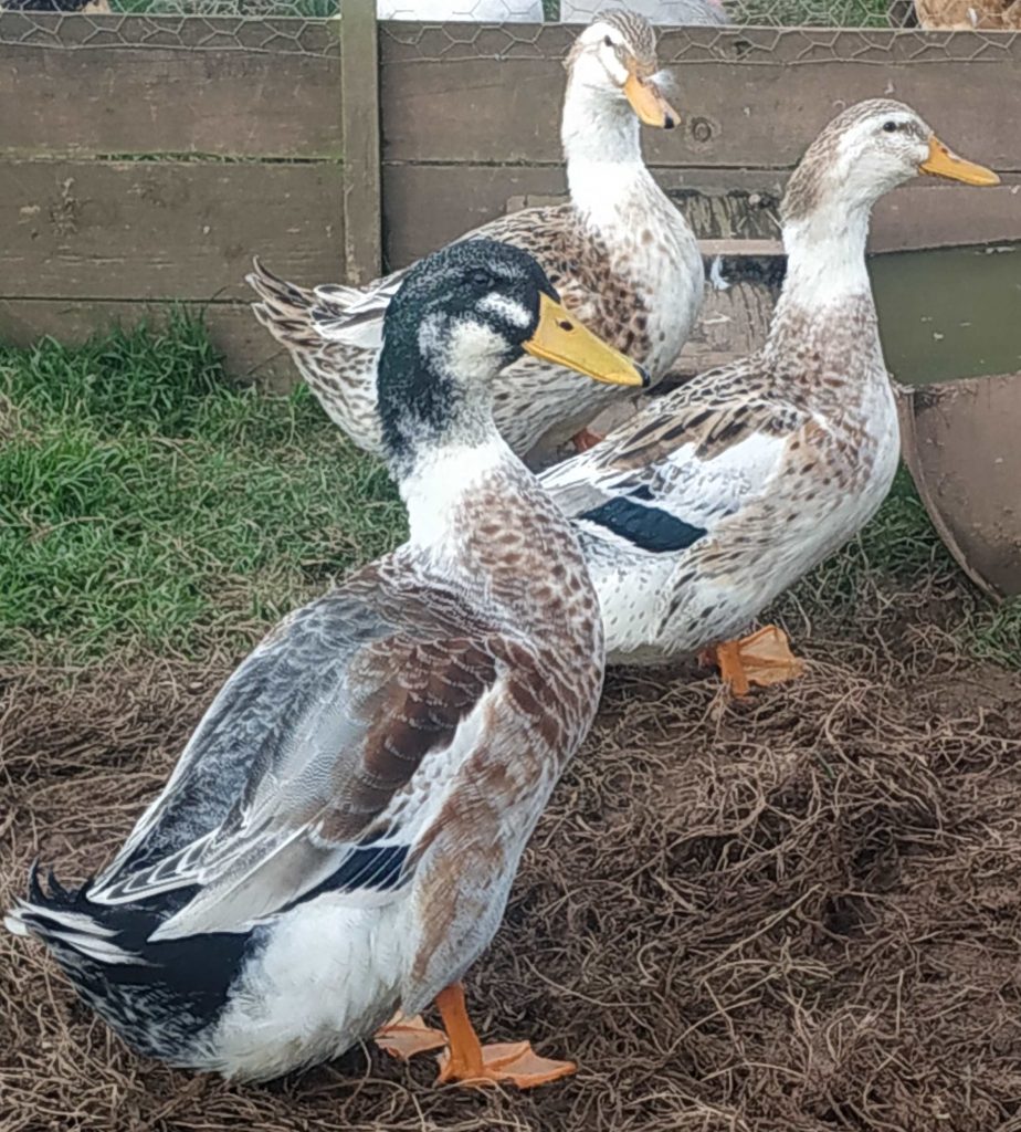 Silver Appleyard Duck A&J Poultry